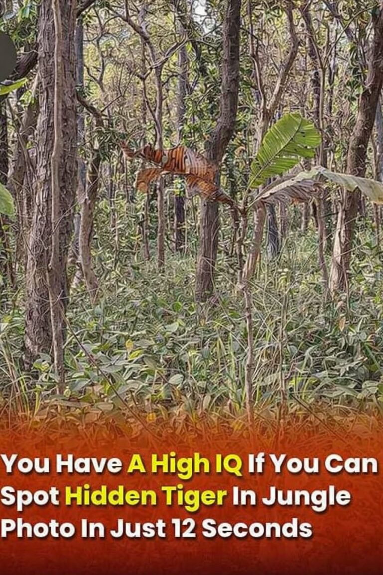Only Sharp Minds Can Find the Hidden Tiger in This Photo in 12 Seconds